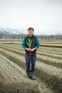 【期間限定発送】 チューリップ 切り花 20本 [チュリストやまざき 富山県 朝日町 34310462]