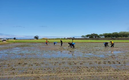 【期間限定発送】 米 田んぼアート 玄米 300g×5袋 [チュリストやまざき 富山県 朝日町 34310430]