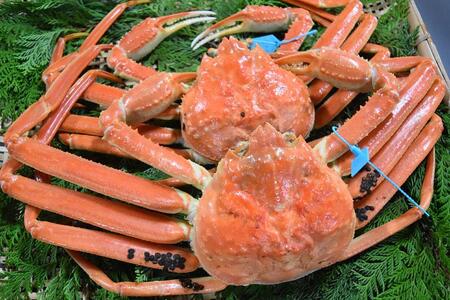 【訳あり】金沢港より直送！サイズおまかせボイル加能ガニ 2杯セット 蟹 かに 