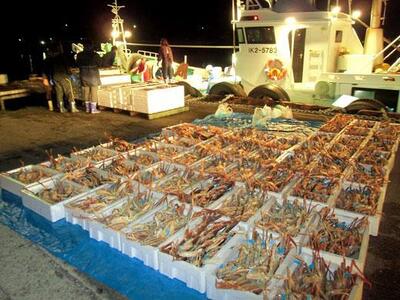 【訳あり】金沢港より直送！サイズおまかせボイル加能ガニ 2杯セット 蟹 かに 