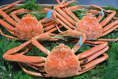 【訳あり】金沢港より直送！サイズおまかせボイル加能ガニ 3杯セット 蟹 かに