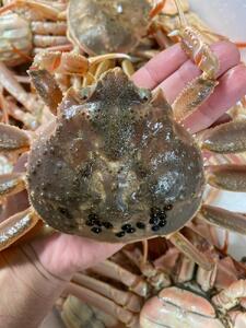 極上の海の恵みを直送でお届け！ 贅沢な味わいのズワイガニ（1.2〜1.5kg×1杯）（特大）ボイル 石川 金沢 加賀百万石 加賀 百万石 北陸 北陸復興 北陸支援