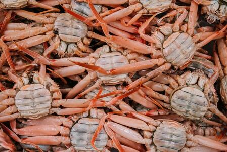 海から直接、あなたの食卓へ。 新鮮さが自慢の香箱ガニ（180〜200g×3杯）（特大）ボイル 石川 金沢 加賀百万石 加賀 百万石 北陸 北陸復興 北陸支援