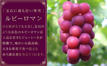 【2025年 先行予約】ルビーロマン 1kg（500g×2房） 葡萄 ぶどう ブドウ 高級 フルーツ 果物  石川 金沢 加賀百万石 加賀 百万石 北陸 北陸復興 北陸支援