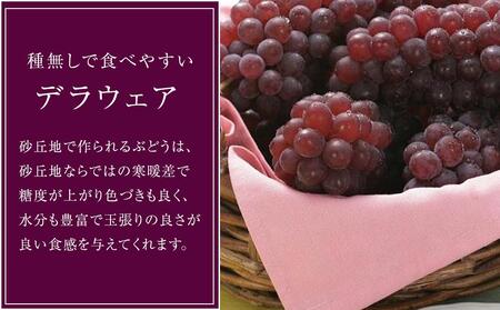 【2025年7月上旬～発送】 【先行予約】 種無しデラウエア 2kg（8～12房） 石川 金沢 加賀百万石 加賀 百万石 北陸 北陸復興 北陸支援