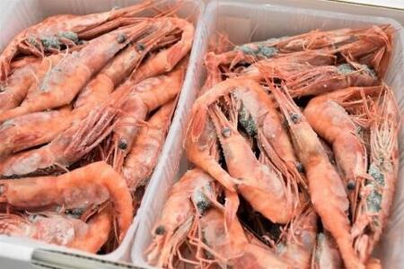 【2026年先行予約】 金沢港産 冷凍 甘えび 約500gパック×2