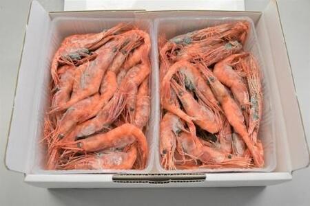 【2026年先行予約】 金沢港産 冷凍 甘えび 約500gパック×2