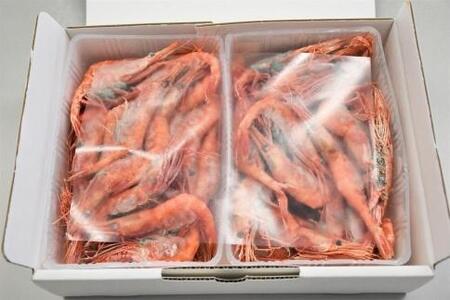 【2026年先行予約】 金沢港産 冷凍 甘えび 約500gパック×2