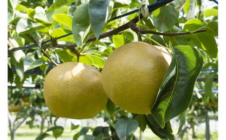 【2026年8月下旬以降発送】【先行予約】加賀しずく梨 6~10個