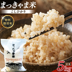 令和7年度産【特別栽培米】 石川県産こしひかり 棚田米【玄米】 5kg まっきゃま米