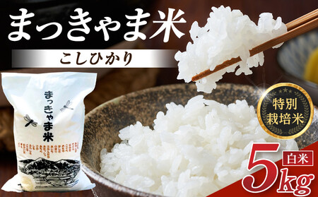 米 新米 令和7度産 石川県産 こしひかり 5kg 特別栽培米 棚田米 白米