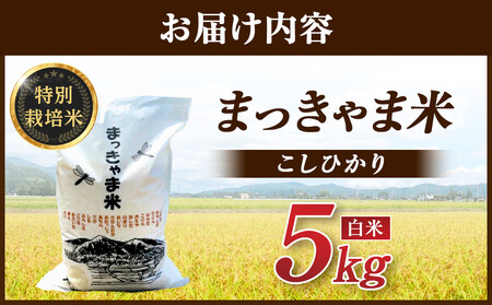 米 新米 令和7度産 石川県産 こしひかり 5kg 特別栽培米 棚田米 白米