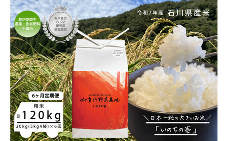 【6ヶ月定期便】【お米番付優秀賞受賞農家】日本一粒の大きいお米『いのちの壱』白米20kg×6回