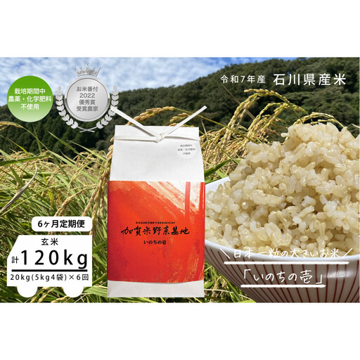 【6ヶ月定期便】【お米番付優秀賞受賞農家】日本一粒の大きいお米『いのちの壱』玄米20kg×6回 24,850円