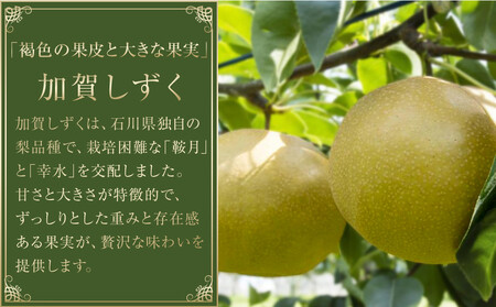 【2026年8月下旬以降発送】【先行予約】加賀しずく梨 3～5個