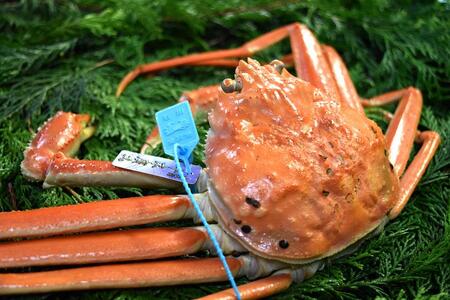 金沢港より直送！ボイル加能ガニ(中) ズワイガニ かに 蟹