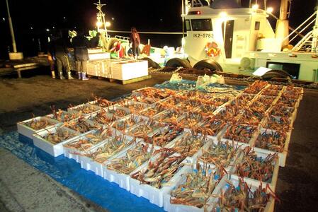 金沢港より直送!ボイル加能ガニ (大) ズワイガニ かに 蟹