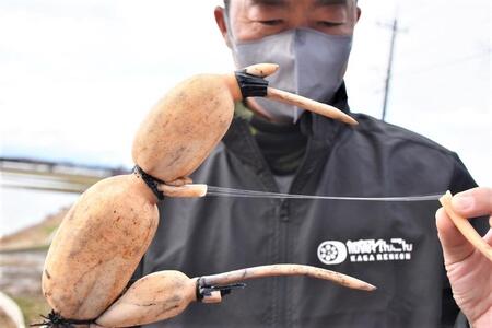 JA金沢市 加賀野菜☆加賀れんこん3kg  石川 金沢 加賀百万石 加賀 百万石 北陸 北陸復興 北陸支援