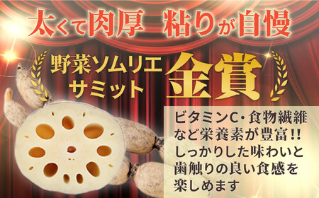 レンコン 5kg 金澤美人れんこん 蓮根 野菜 根菜