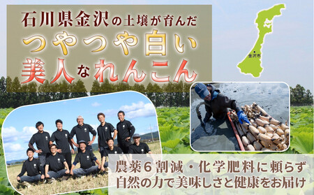 レンコン 5kg 金澤美人れんこん 蓮根 野菜 根菜