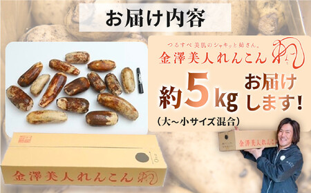 レンコン 5kg 金澤美人れんこん 蓮根 野菜 根菜