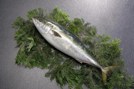 天然ぶり切り身(120g×5)詰合せ