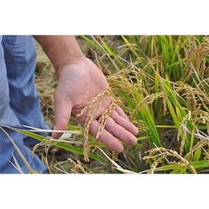 【毎月定期便】皇室献上米 北海道産ゆめぴりか 5kg精米全12回【4072966】