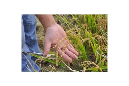 特別栽培米 令和7年産北海道産ゆめぴりか 10kg精米_ 精米 米    ゆめぴりか 米 _【1206357】