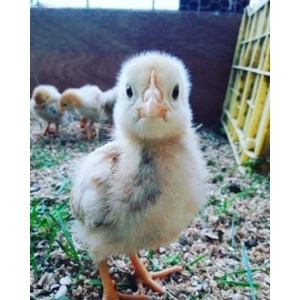 ファームモチツモタレツの平飼い自然有精卵50個_卵・乳製品 卵 たまご タマゴ 玉子_【配送不可地域:離島】【1208570】