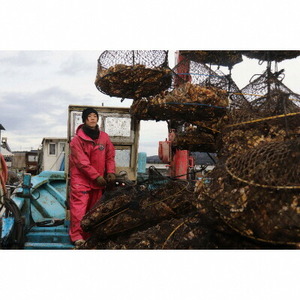 【発送時期が選べる】山口水産の能登かき / 三分缶(約30個入り)◇   | 牡蠣 魚介類 訳あり 生活応援価格 ご家庭用 石川県 七尾市 ※2026年1月中旬～5月中旬頃に順次発送予定 