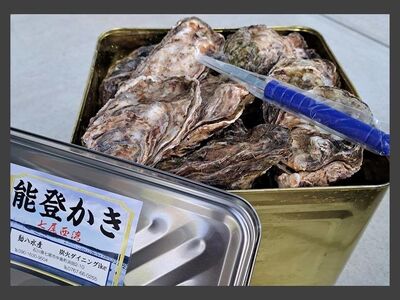 石川県七尾産　能登かき　殻付き　半缶（40～50個） 加熱調理用  | 牡蠣 魚介類 訳あり 生活応援価格 ご家庭用 ※2026年1月上旬～5月下旬頃に順次発送予定