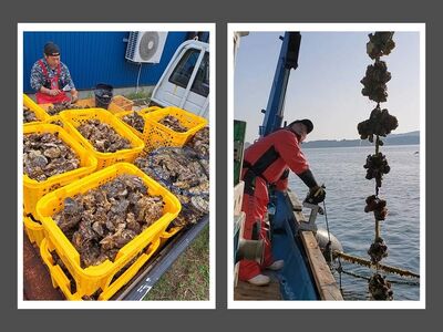 石川県七尾産　能登かき　殻付き　半缶（40～50個） 加熱調理用  | 牡蠣 魚介類 訳あり 生活応援価格 ご家庭用 ※2026年1月上旬～5月下旬頃に順次発送予定