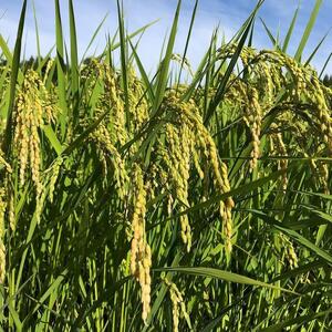 \1ヵ月以内発送/令和7年産米 七尾産こしひかり10kg(5kg×2) | こめ 国産 訳あり 生活応援価格 ご家庭用 石川県 七尾市