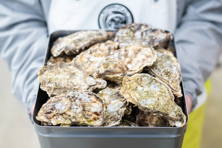 石川県七尾産 能登かき 殻付き 半缶（約40個） | 牡蠣 魚介類 訳あり 生活応援価格 ご家庭用 復興支援 ※2025年12月上旬～2026年5月下旬頃に順次発送予定