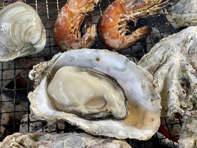 石川県七尾産 能登かき 殻付き 半缶（約40個） | 牡蠣 魚介類 訳あり 生活応援価格 ご家庭用 復興支援 ※2025年12月上旬～2026年5月下旬頃に順次発送予定