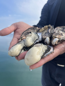 七尾牡蠣10個入り | かき 魚介類 訳あり 生活応援価格 ご家庭用 石川県 能登 復興支援 ※2026年1月上旬頃より順次発送予定