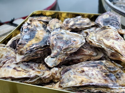 飛田水産　石川県七尾産　能登かき　殻付き一斗缶 |  牡蠣 魚介類 訳あり 生活応援価格 ご家庭用 石川県 七尾市 復興支援  ※要加熱 ※2026年1月上旬～5月下旬頃に順次発送予定