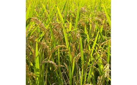 能登島のふるさと米 コシヒカリ2kg 精米  | こめ 国産 訳あり 生活応援価格 ご家庭用 石川県 七尾市 ※2026年1月上旬～7月中旬頃に順次発送予定