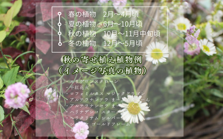 季節の寄せ植え《籐籠》花 