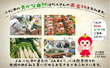 《野菜 定期便 12ヵ月 JA小松市（毎月）》季節 野菜 詰合せ 定期便 詰合せ  石川県 小松市 北陸 石川県 北陸