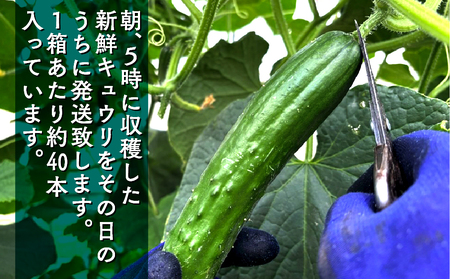 きゅうり 約5kg 約40本 きゅうり きゅうり きゅうり きゅうり きゅうり