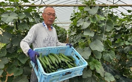 きゅうり 約5kg 約40本 きゅうり きゅうり きゅうり きゅうり きゅうり