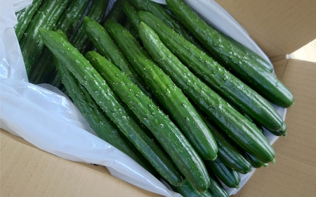きゅうり 約5kg 約40本 きゅうり きゅうり きゅうり きゅうり きゅうり