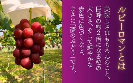 2026年 先行予約 ルビーロマン ぶどう 1房 600g～800g
