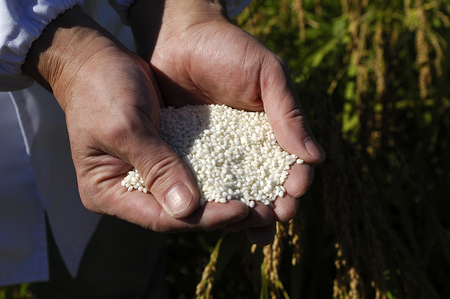 特栽つきあかり 玄米2㎏を精米したて白米発送