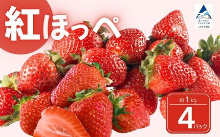 こまつイチゴ 紅ほっぺ 【 4パック（約1kg）】苺 べにほっぺ | 石川県 小松市 JAあぐり