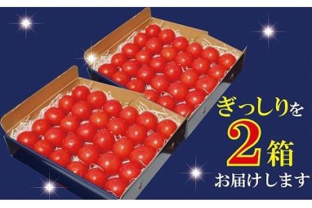 【人気のスイーツトマト】本田農園のかがやきトマト2箱（約70個） 014002