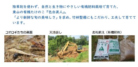 【先行予約】たけのこ有機JAS認証 白子たけのこ 「色白美人」4kg たけのこ 有機たけのこ 筍 037008