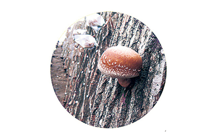 原木生しいたけ「のと115」1箱(20~30個入) 野菜 きのこ