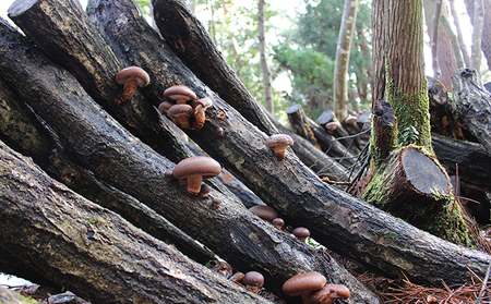 原木生しいたけ「のと115」1箱(20~30個入) 野菜 きのこ